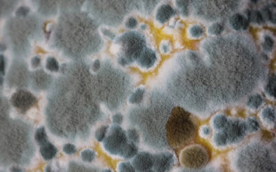 How Mold Affects Your Nervous System and Body
