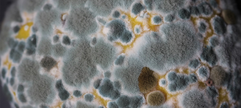 How Mold Affects Your Nervous System and Body