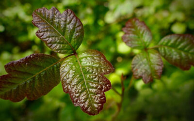Natural Relief from Poison Oak
