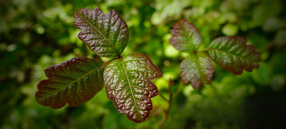 Natural Relief from Poison Oak