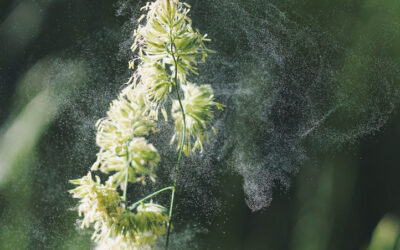 Common and Uncommon Symptoms of Pollen Allergies