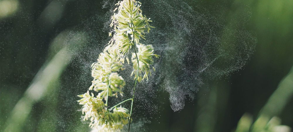 Common and Uncommon Symptoms of Pollen Allergies